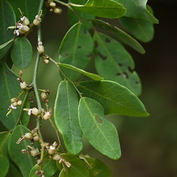 Dalbergia rubiginosa unspecified picture