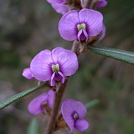 Hovea longifolia unspecified picture