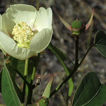 Gossypium thurberi unspecified picture