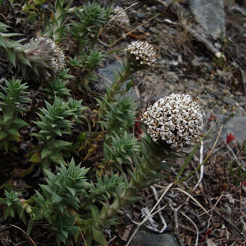 Nassauvia magellanica unspecified picture