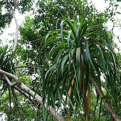 Dracaena forbesii unspecified picture