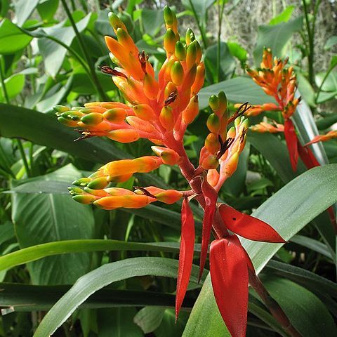 Aechmea penduliflora unspecified picture