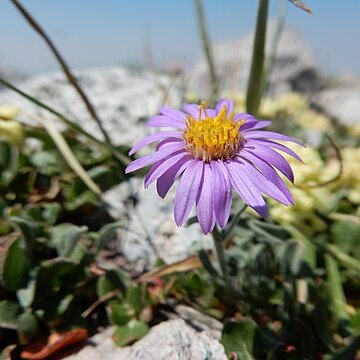 Erigeron asperugineus unspecified picture