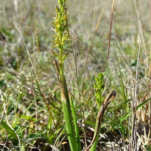 Prasophyllum colensoi unspecified picture
