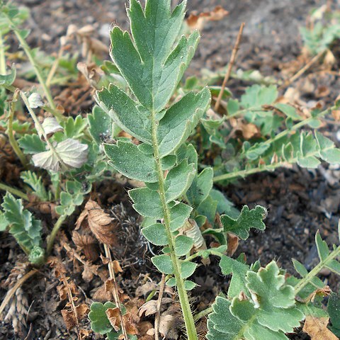 Coluria geoides unspecified picture