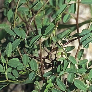Indigofera delagoaensis unspecified picture