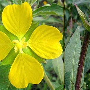 Ludwigia unspecified picture