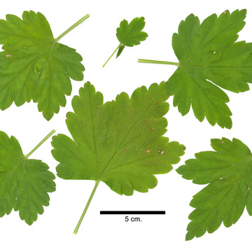 Ribes rotundifolium unspecified picture