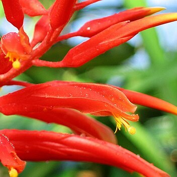 Pitcairnia grafii unspecified picture