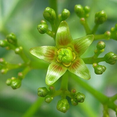 Jatropha subaequiloba unspecified picture
