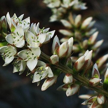 Hechtia unspecified picture
