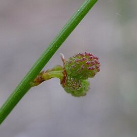 Stackhousia nuda unspecified picture