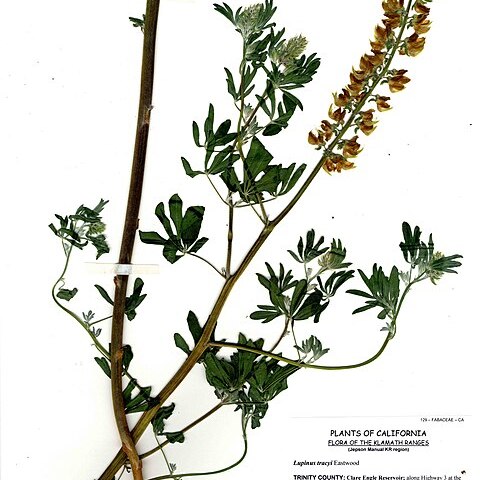 Lupinus tracyi unspecified picture