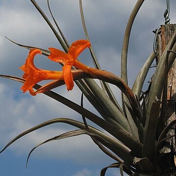 Tillandsia erici unspecified picture
