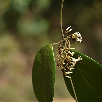 Toxocarpus kleinii unspecified picture