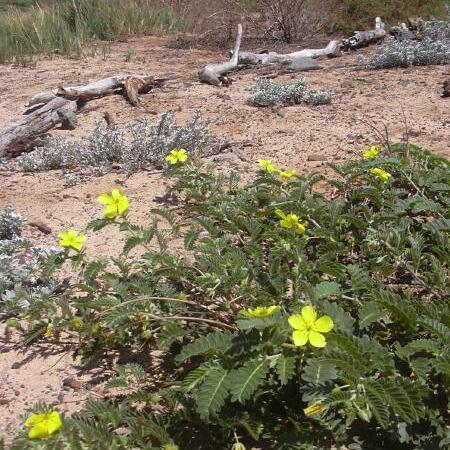 Tribulus unspecified picture