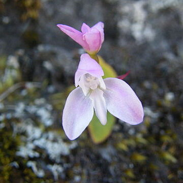 Disa rosea unspecified picture