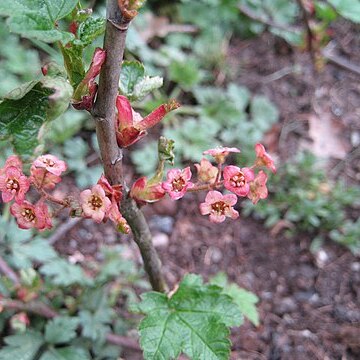 Ribes laxiflorum unspecified picture