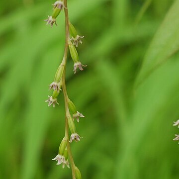 Dioscorea belophylla unspecified picture