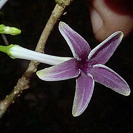 Rauvolfia grandiflora unspecified picture