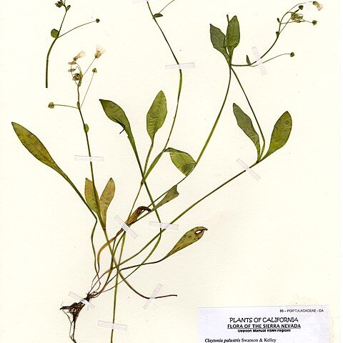 Claytonia palustris unspecified picture