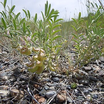 Astragalus geyeri unspecified picture