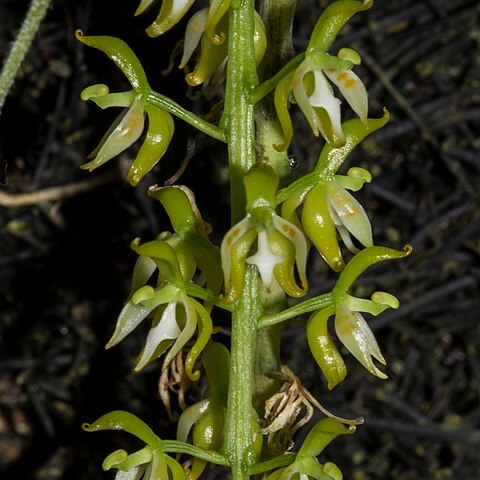 Notylia ecuadorensis unspecified picture