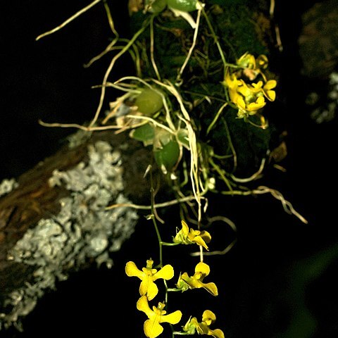 Erycina hyalinobulbon unspecified picture