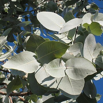 Eucalyptus pruinosa unspecified picture