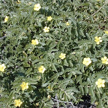 Tribulus unspecified picture