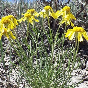 Hymenoxys richardsonii unspecified picture
