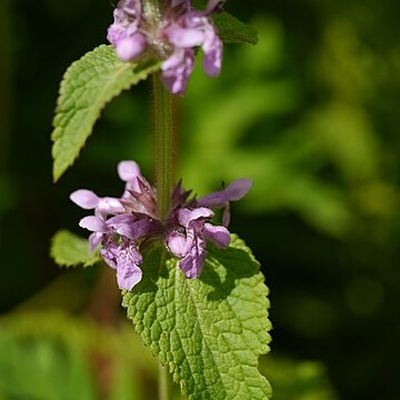 Stachys melissifolia unspecified picture