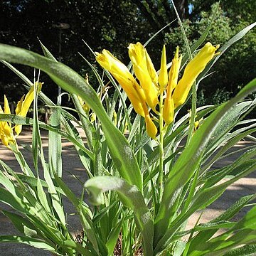 Pitcairnia piepenbringii unspecified picture