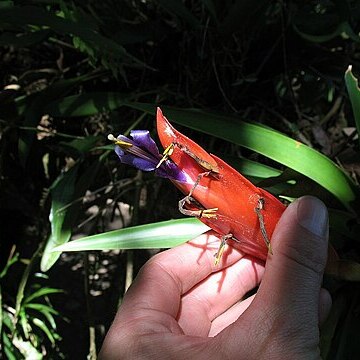 Tillandsia multicaulis unspecified picture