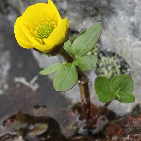 Ranunculus nivalis unspecified picture