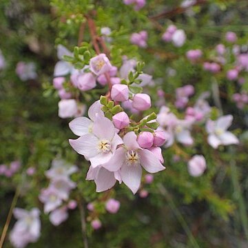 Boronia microphylla unspecified picture