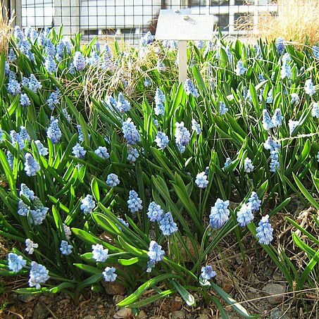 Muscari aucheri unspecified picture