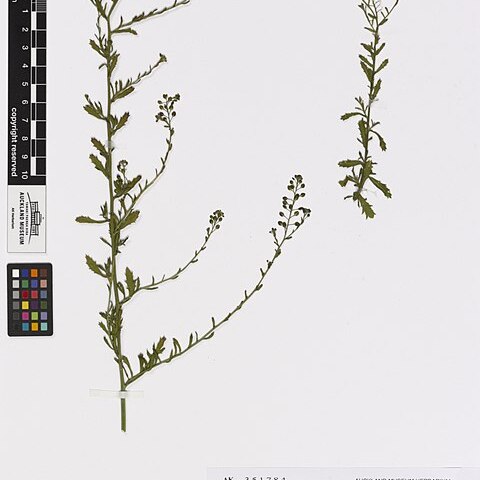 Lepidium desvauxii unspecified picture