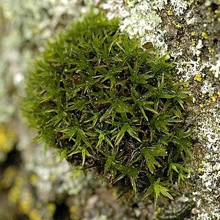 Orthotrichum affine unspecified picture