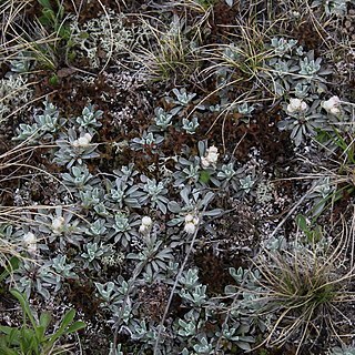 Antennaria caucasica unspecified picture