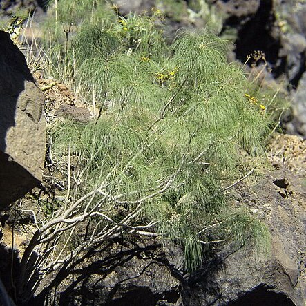 Sonchus capillaris unspecified picture