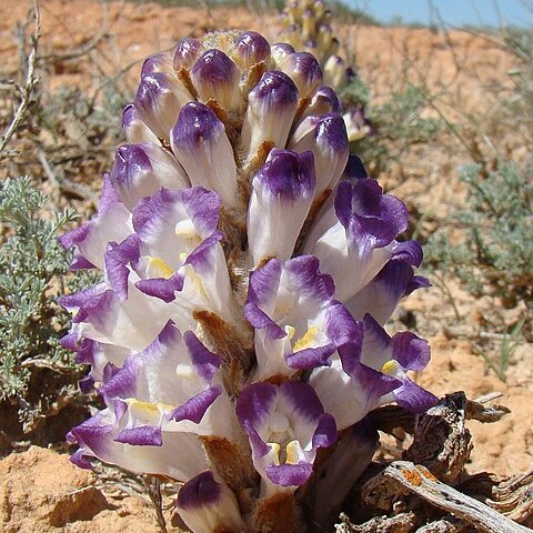 Cistanche salsa unspecified picture