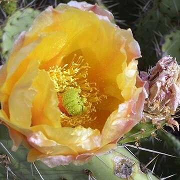 Opuntia aurea unspecified picture