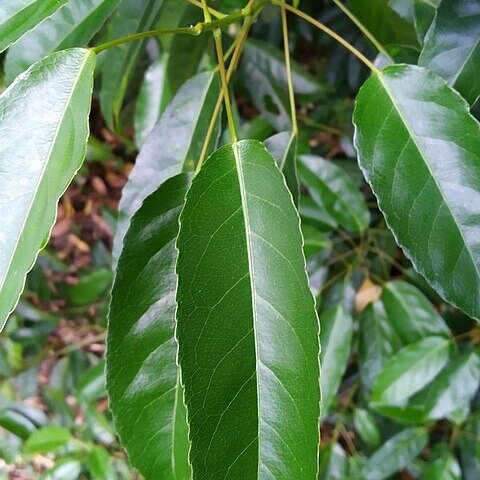 Elaeocarpus culminicola unspecified picture