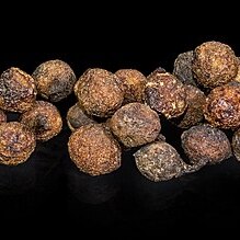 Lindera neesiana unspecified picture