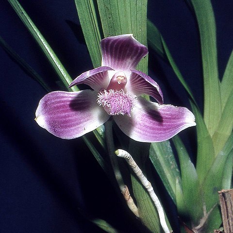 Pescatoria lehmannii unspecified picture