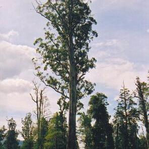 Eucalyptus regnans unspecified picture
