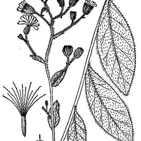 Hieracium scabrum unspecified picture