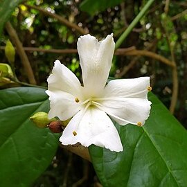Oxera splendida unspecified picture