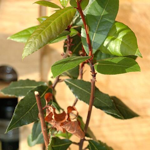 Lauraceae unspecified picture